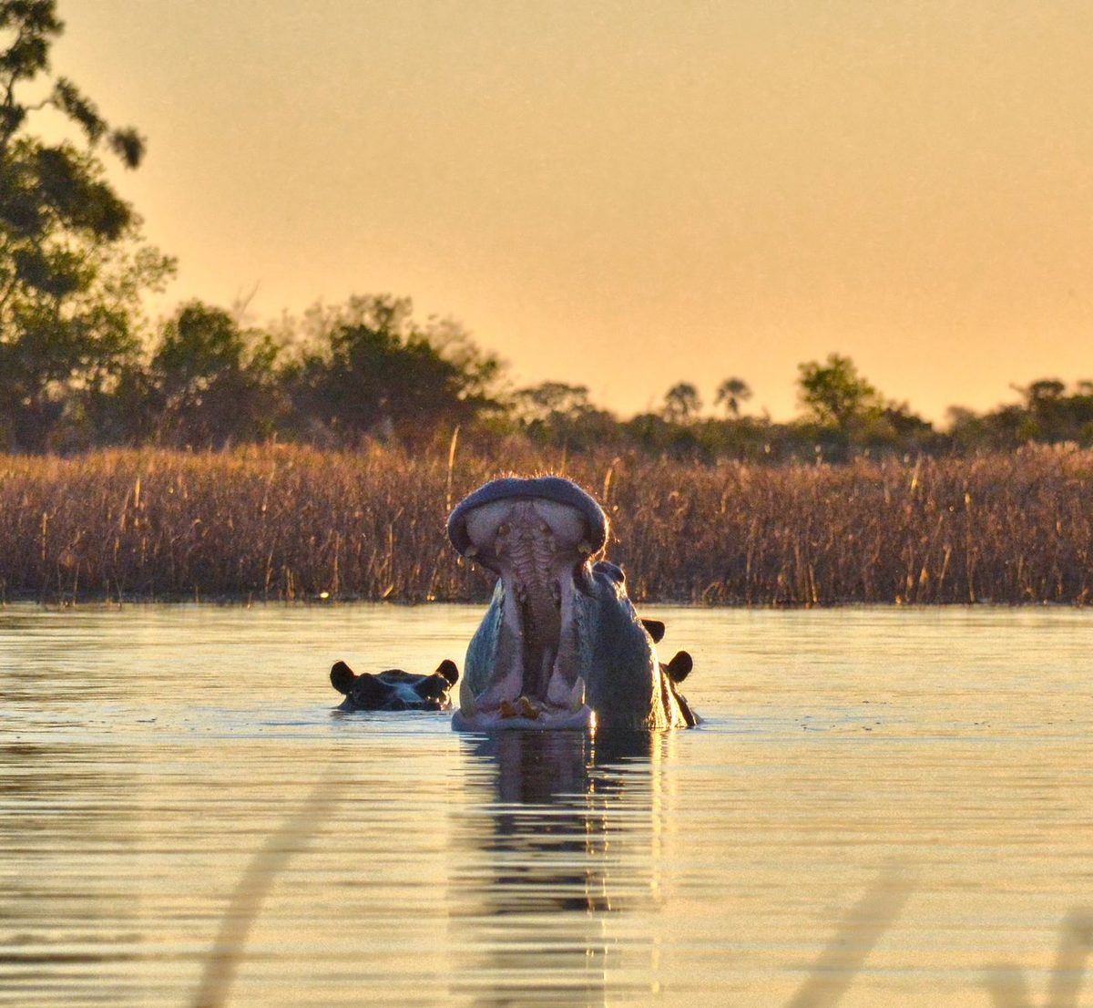 Botswana — Okavango boutique