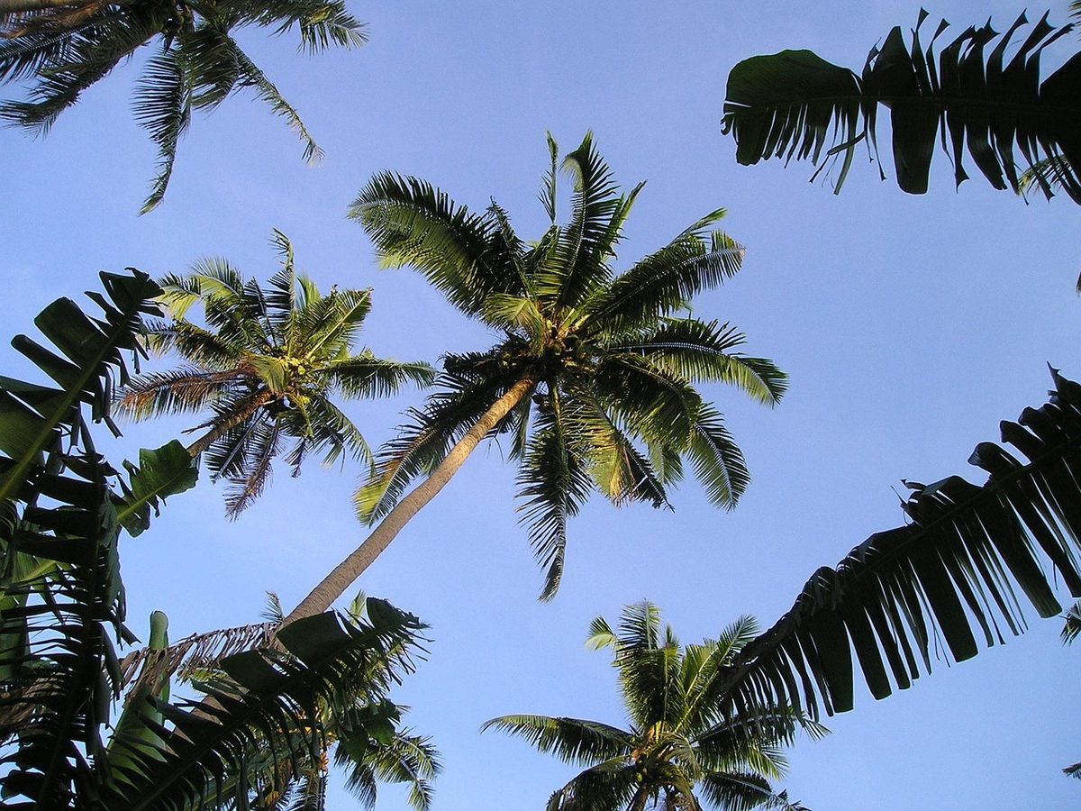 Samoa resort familiar